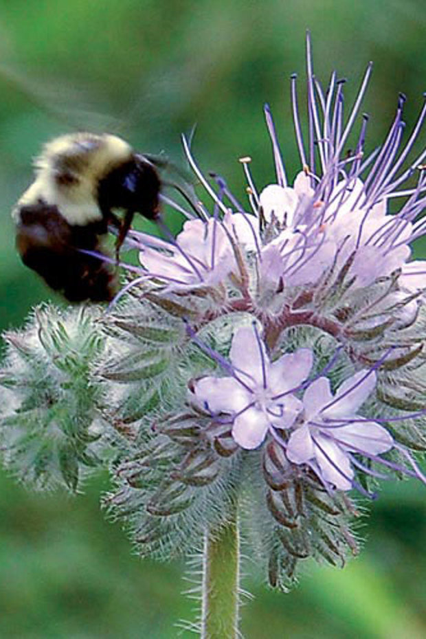 Seed Savers Bee's Friend Flower