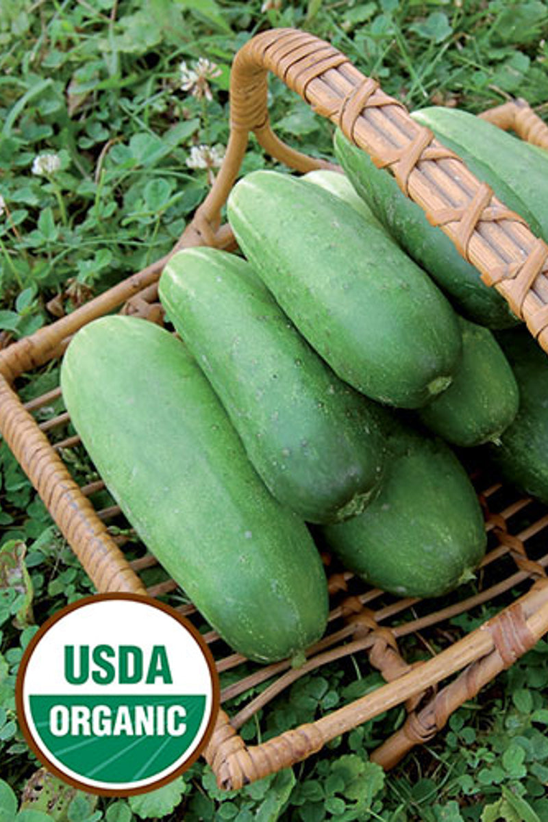 Seed Savers Double Yield Organic Cucumber