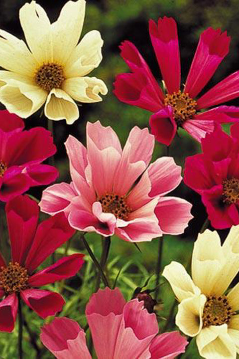 Seed Savers Sea Shells Cosmos Mix