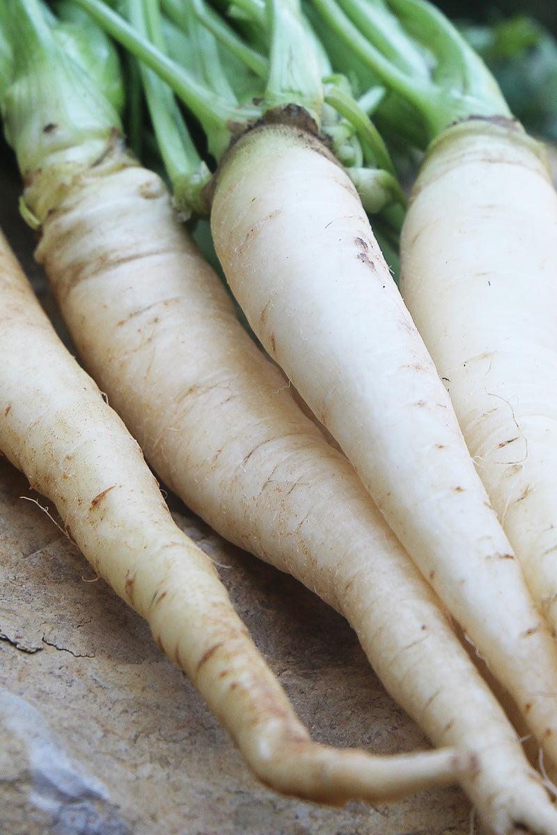 Seed Savers Lunar White Carrot