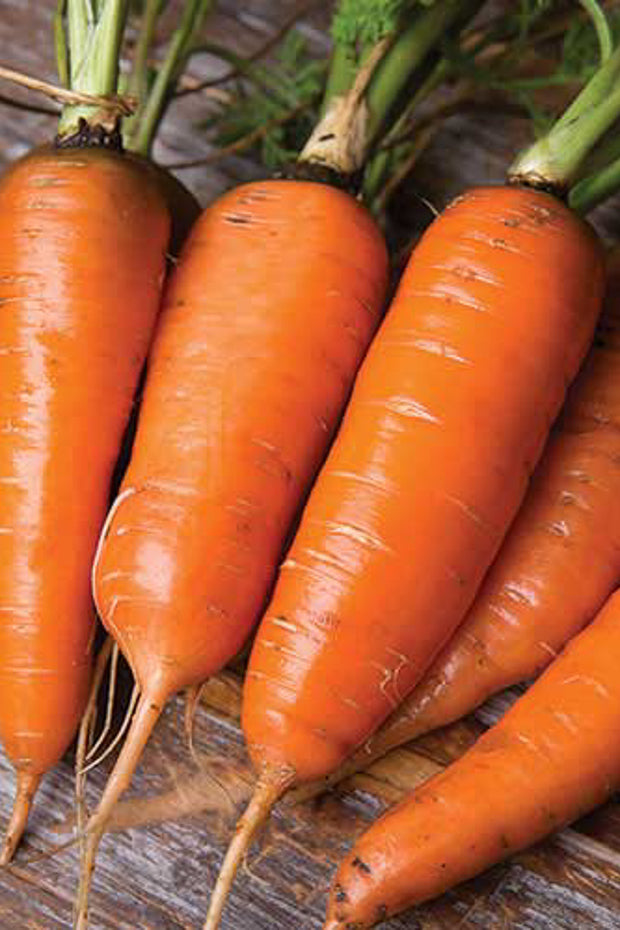Seed Savers Danvers Carrot