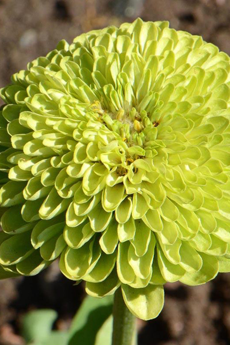 Seed Savers Envy Zinnia