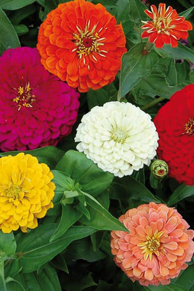 Seed Savers Benary's Giant Zinnia