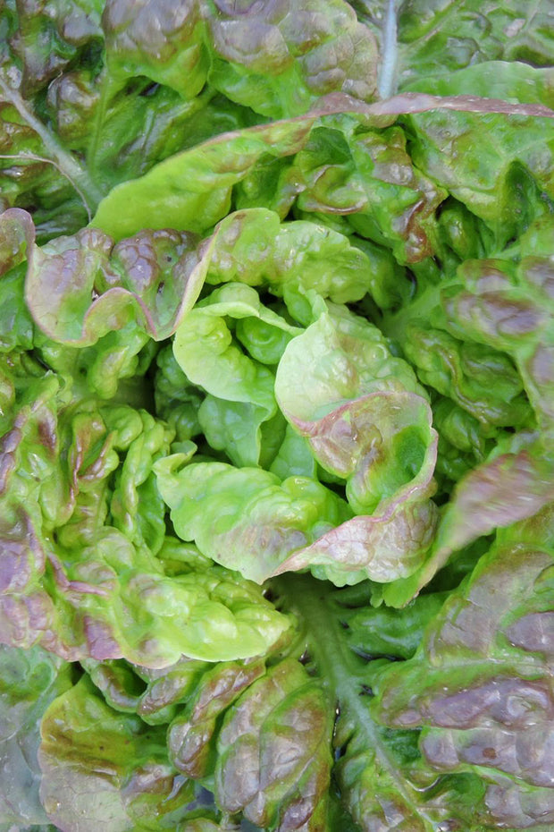Seed Savers Crader Family Lettuce