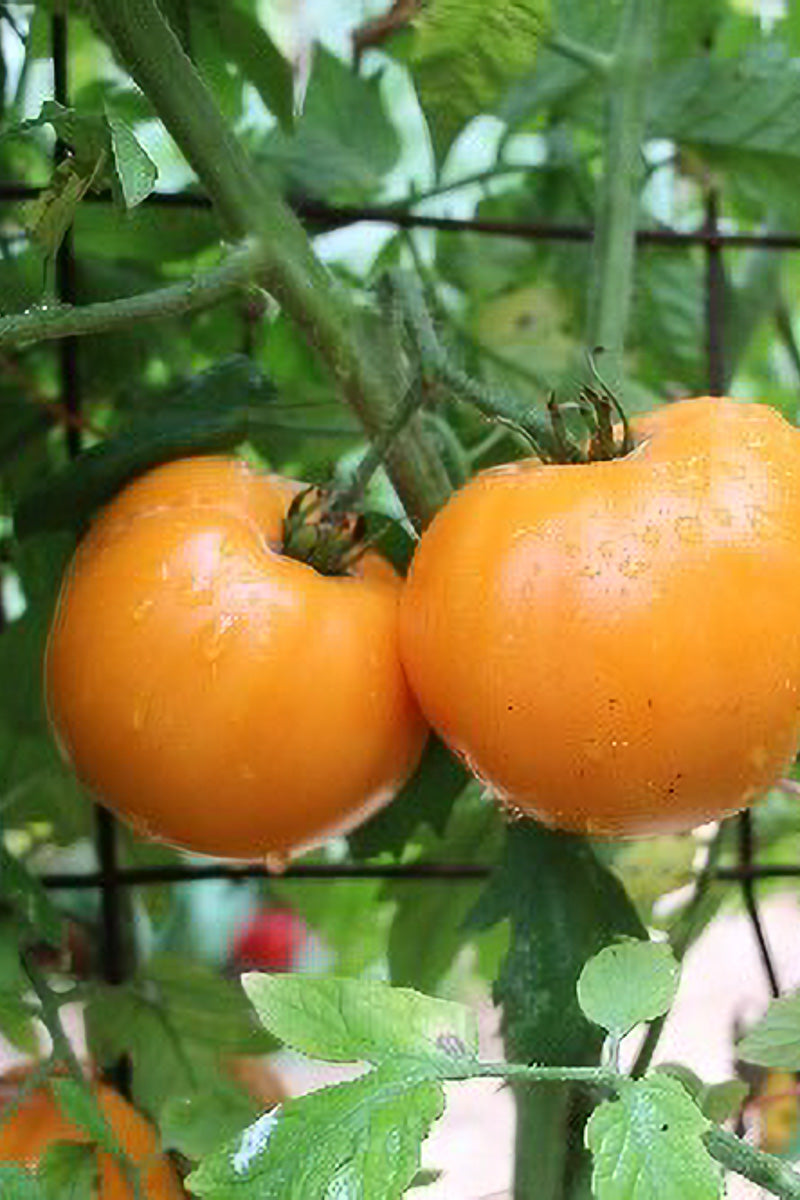 Seed Savers Maiden's Gold Organic Tomato