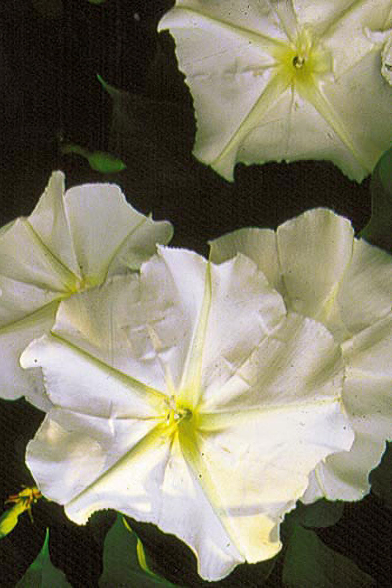 Seed Savers Moonflower