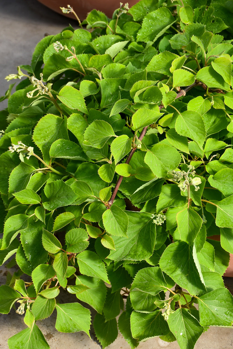 Hydrangea Vine, Flirty Girl