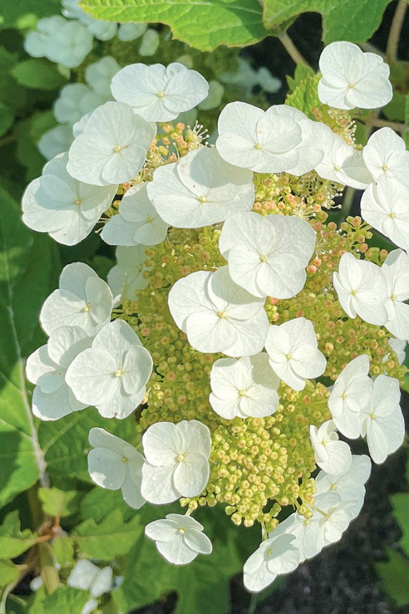 Oakleaf Hydrangea, Toy Soldier
