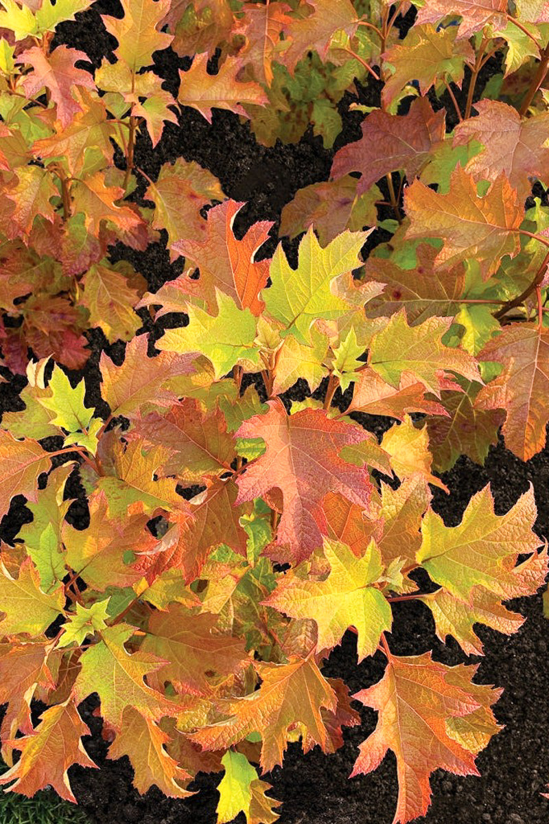 Oakleaf Hydrangea, Toy Soldier