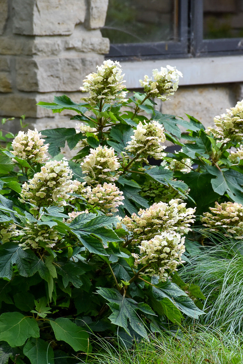 Hydrangea, Oakleaf Munchkin