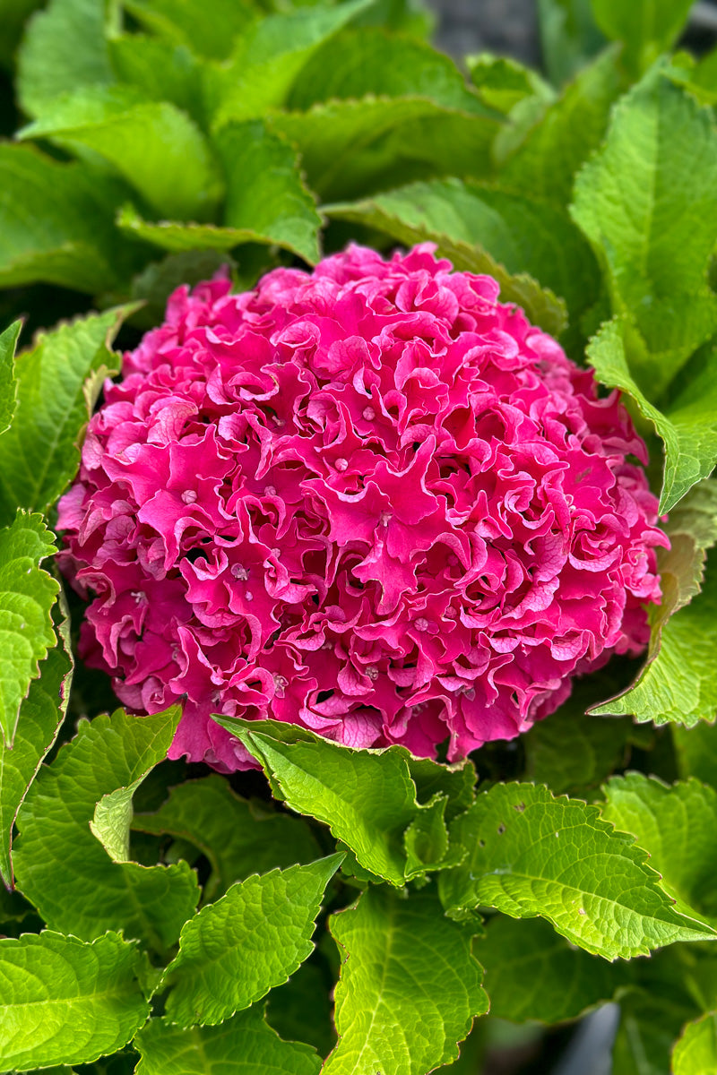 Big Leaf Hydrangea, Frill Ride