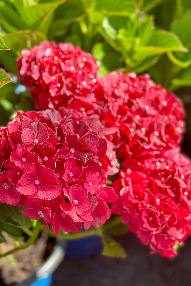Big Leaf Hydrangea, Cherry Go Round