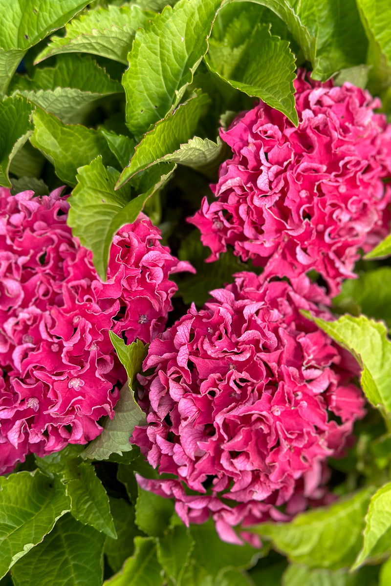Big Leaf Hydrangea, Frill Ride