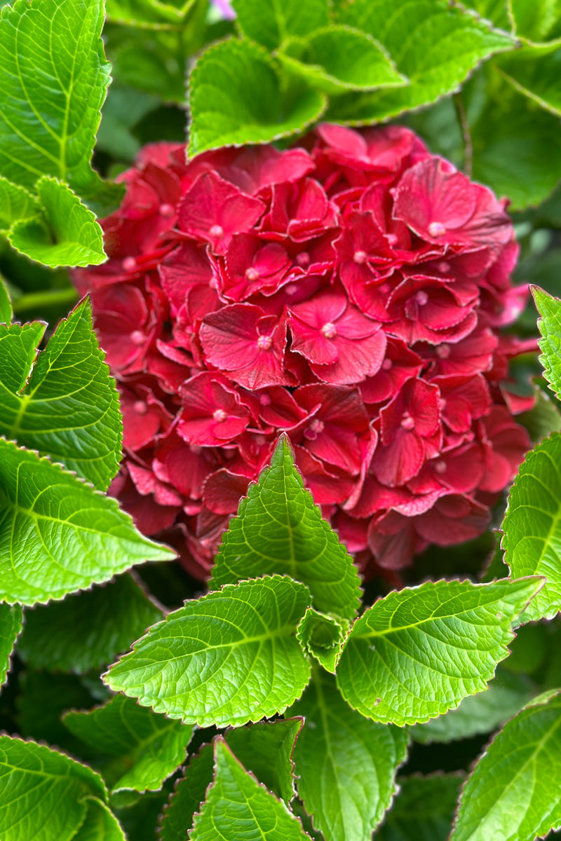 Big Leaf Hydrangea, Cherry Go Round