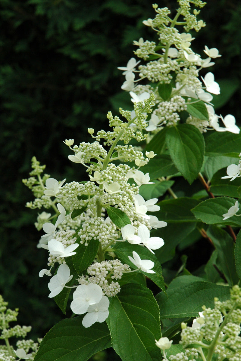 Hydrangea Panicle, Tardiva