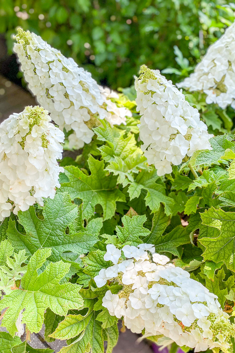 Hydrangea Oakleaf, Ruby Slippers