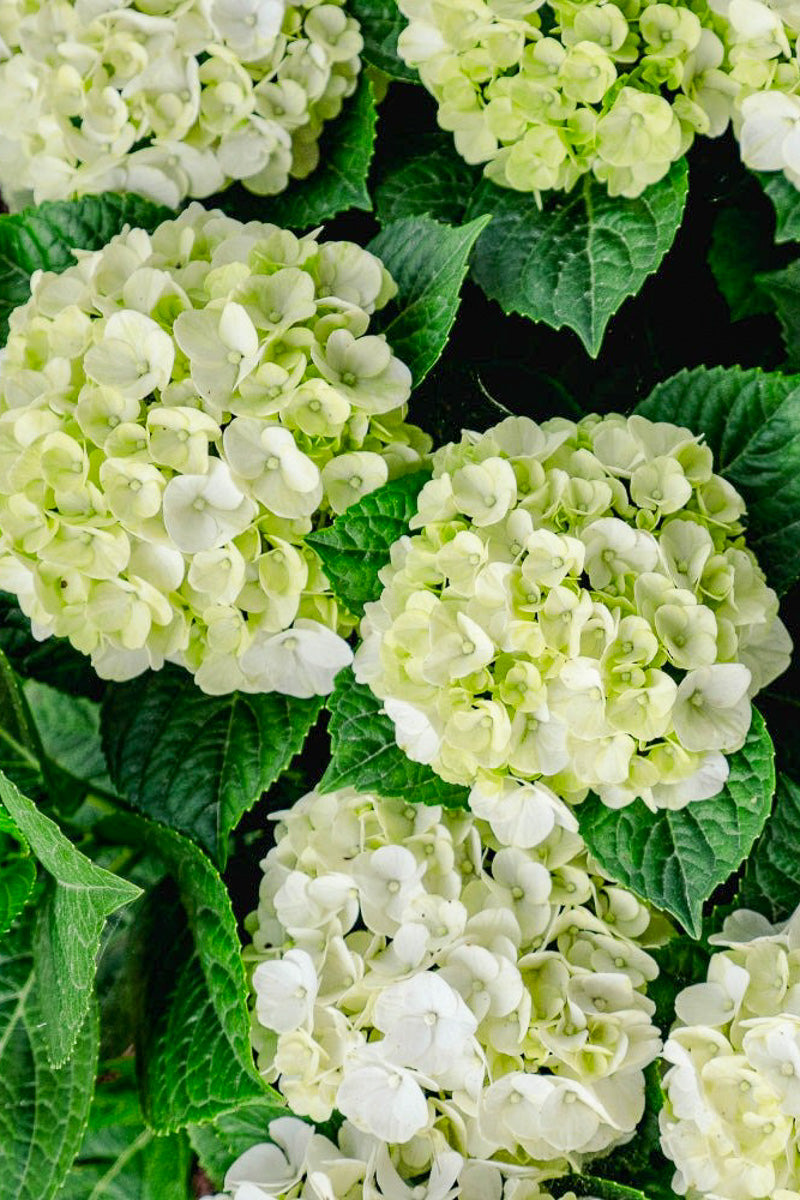 Hydrangea macroplylla Grin and Tonic