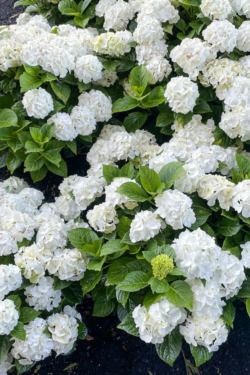 Hydrangea macroplylla Grin and Tonic