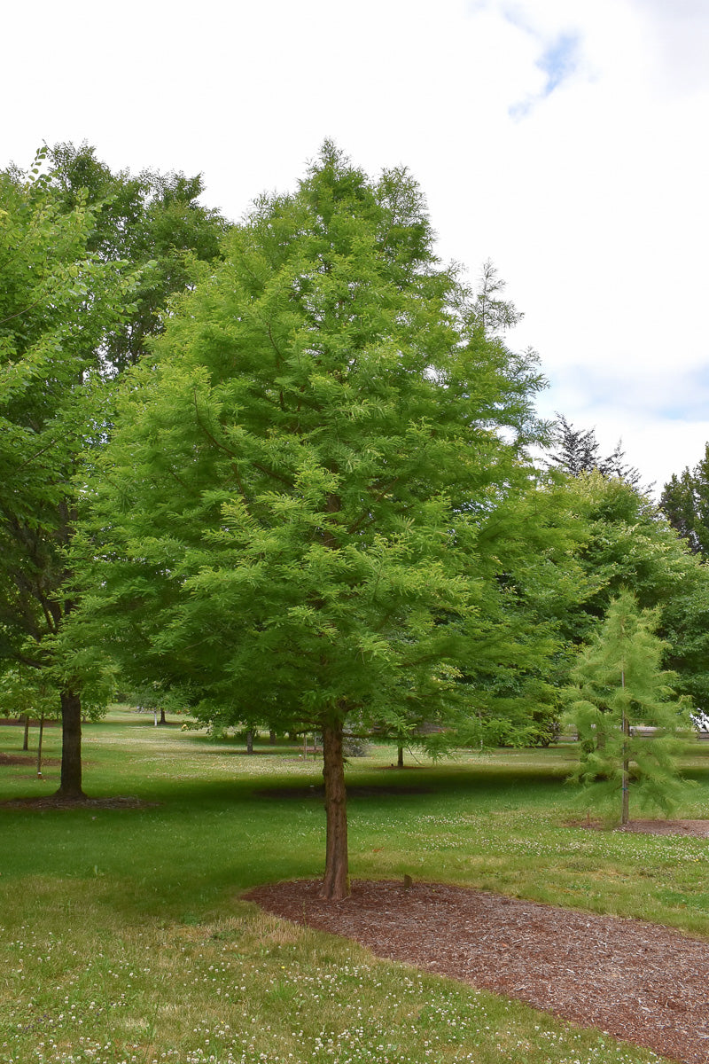 Bald Cypress, Green Whisper