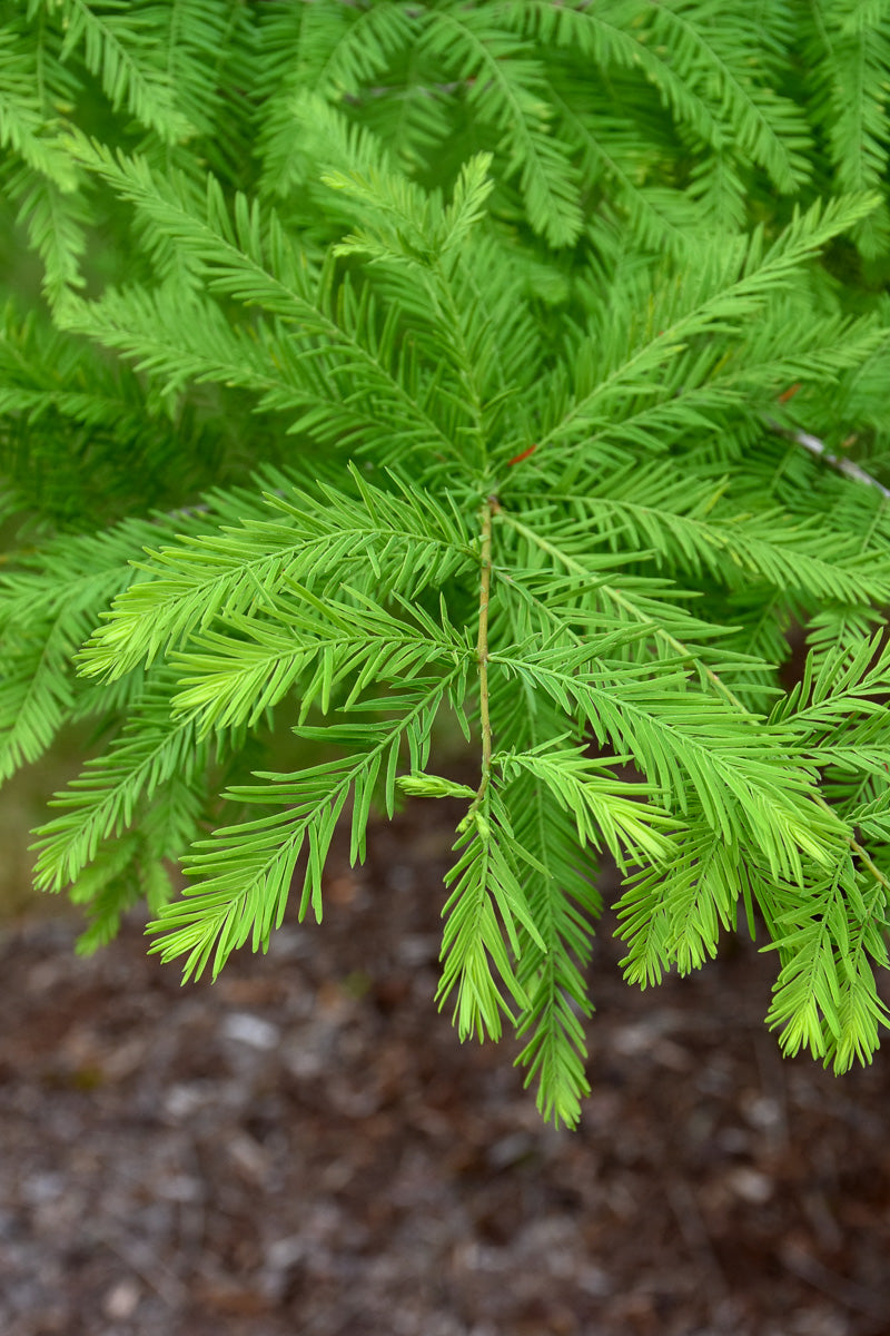 Bald Cypress, Green Whisper