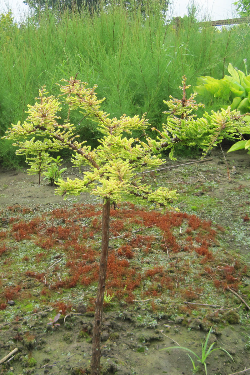 Bald Cypress, Gee Whiz