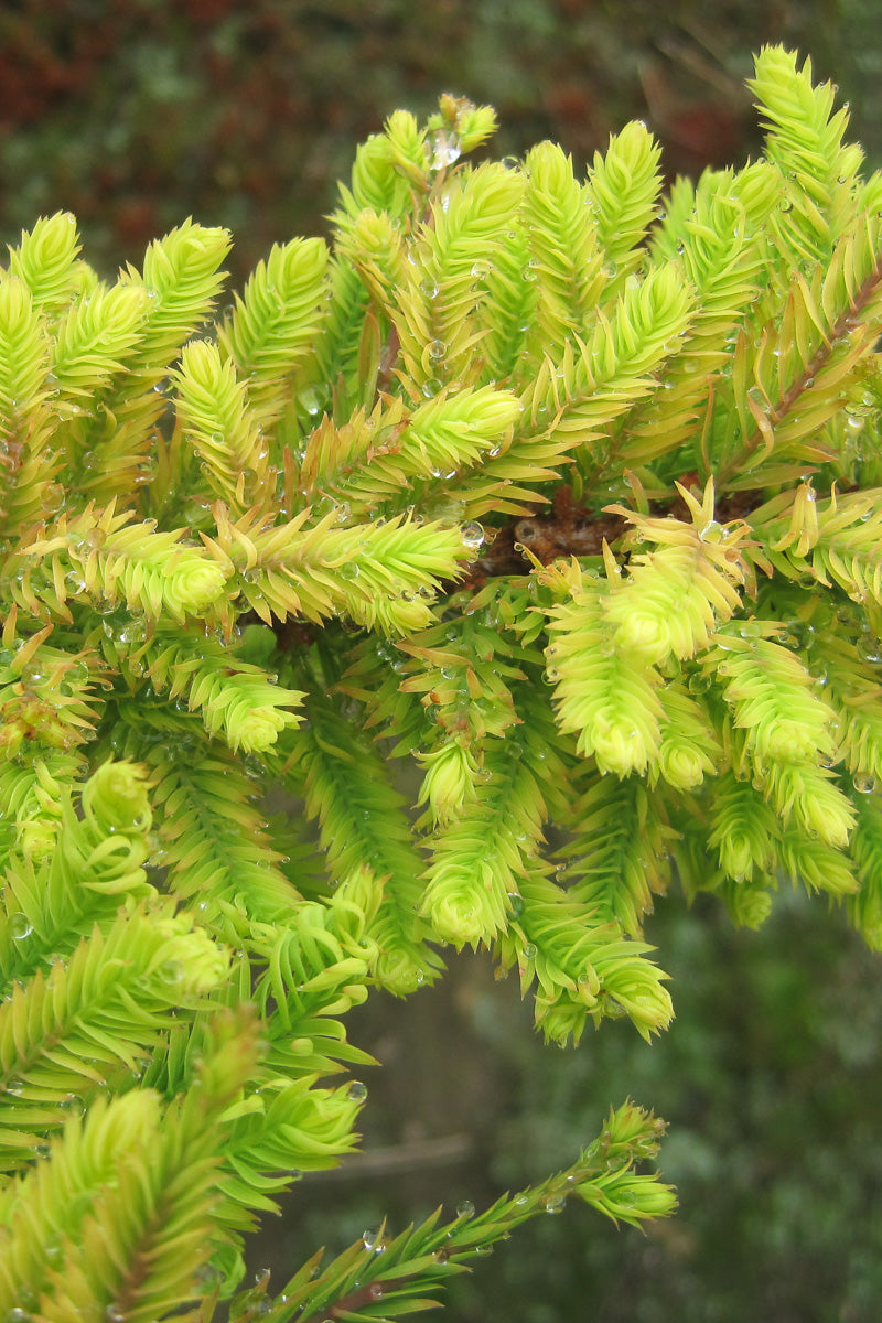 Bald Cypress, Gee Whiz