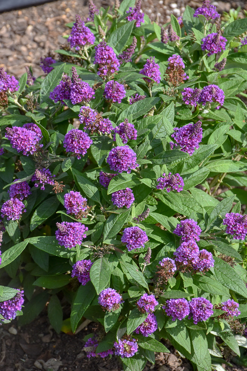 Butterfly Bush, Crysalis Purple