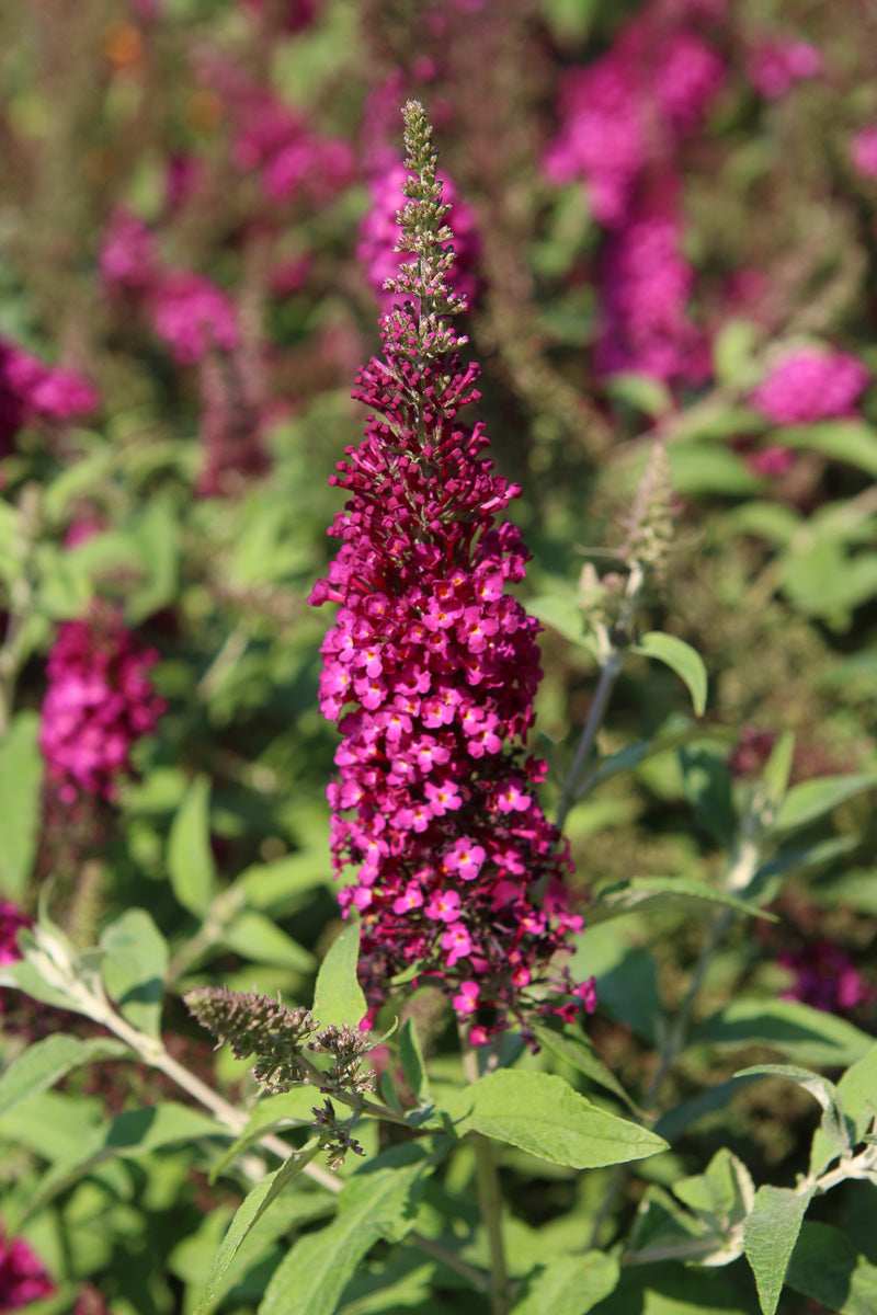 Butterfly Bush, Chrysalis Cranberry