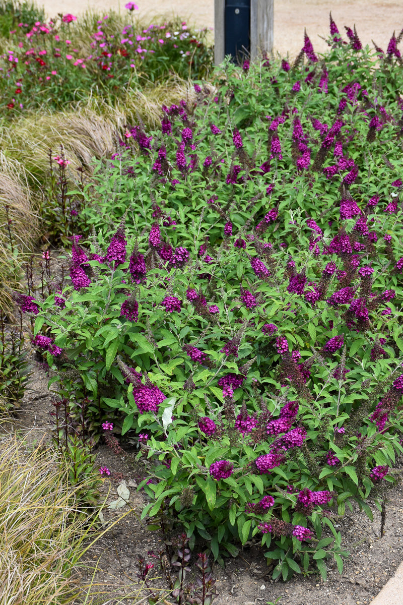 Butterfly Bush, Chrysalis Cranberry