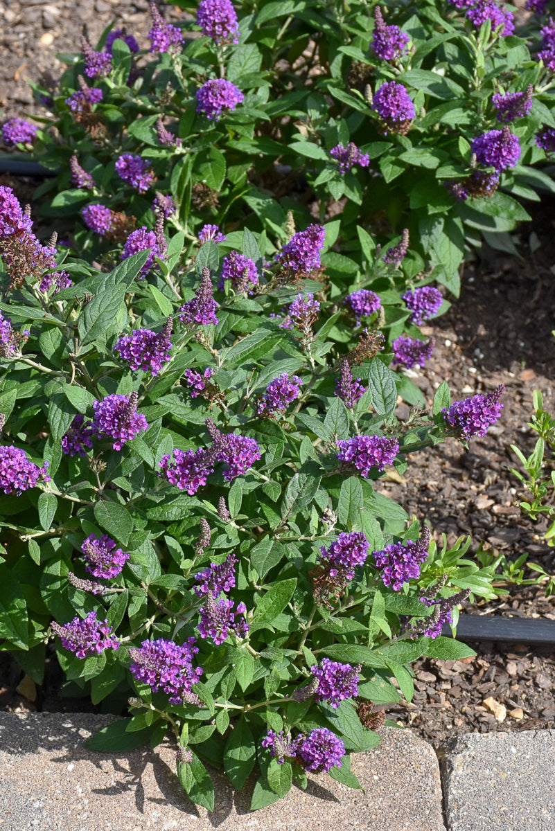 Butterfly Bush, Crysalis Purple