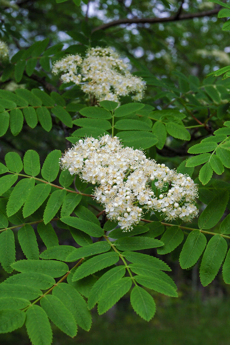 Mountain Ash, Cardinal Royal