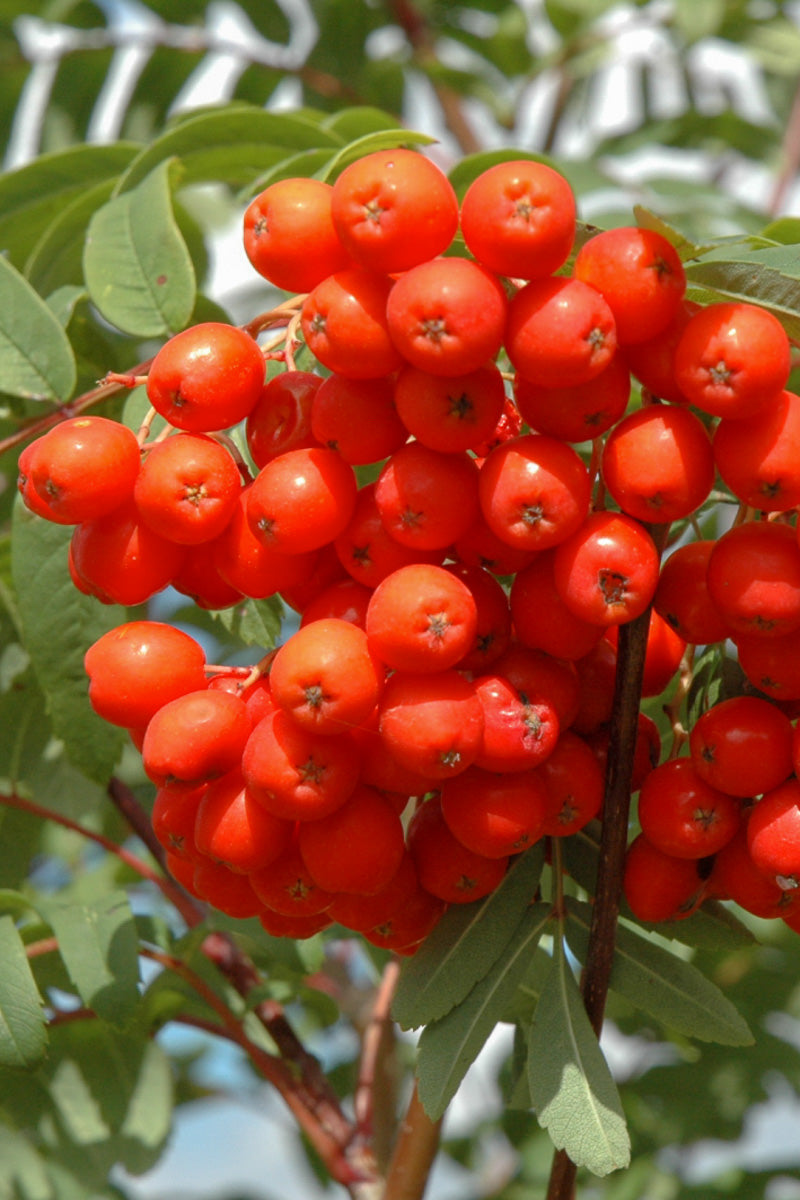 Mountain Ash, Cardinal Royal