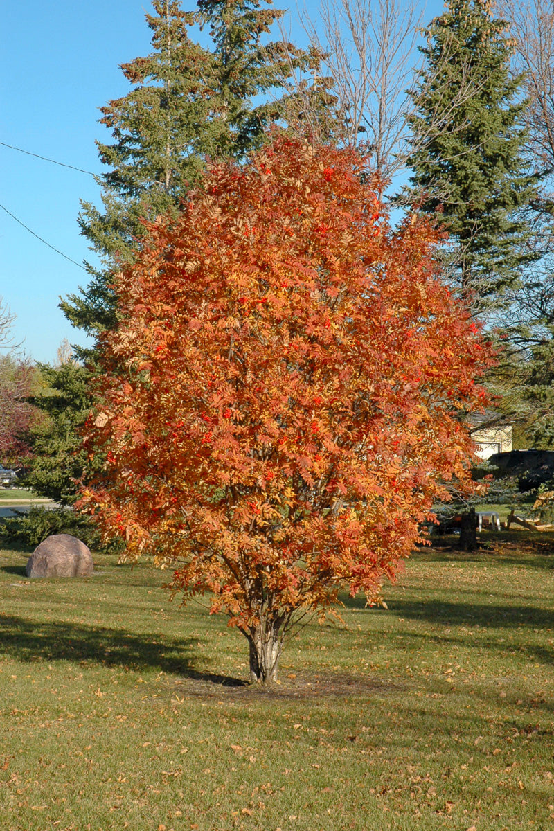 Mountain Ash, Cardinal Royal
