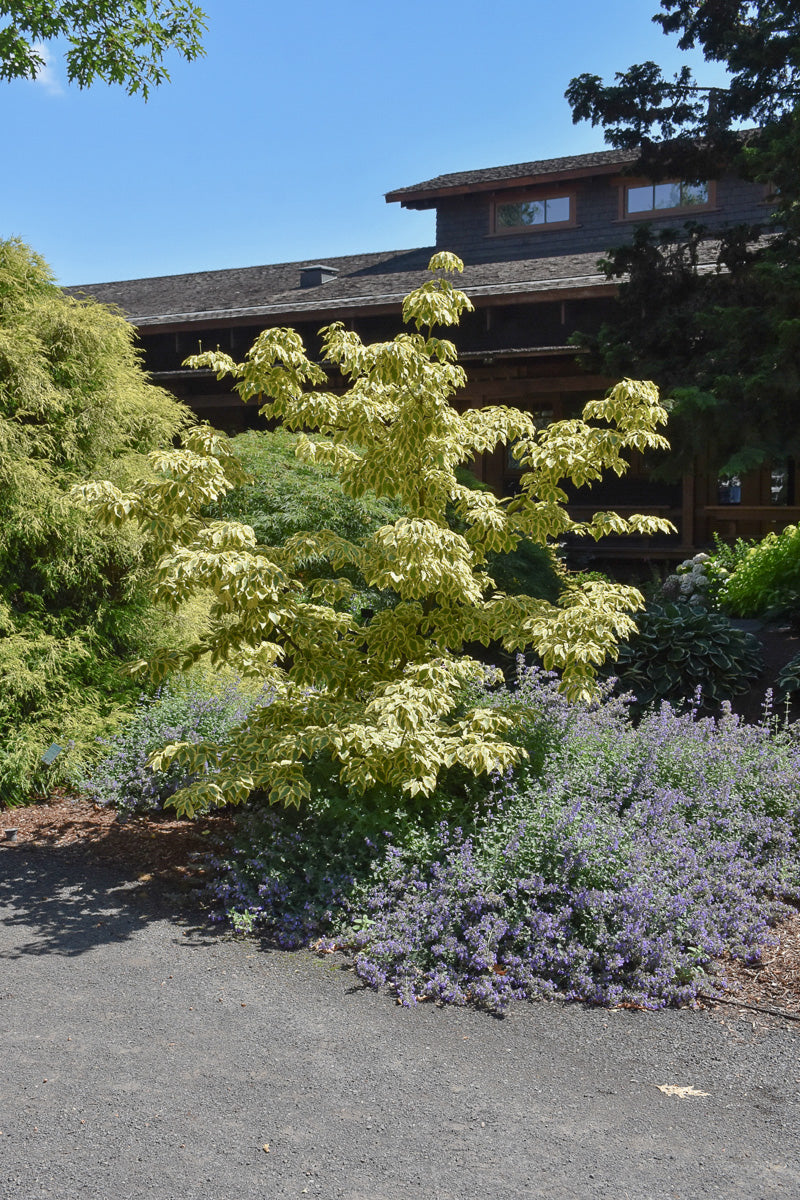 Dogwood, Kousa Summer Gold