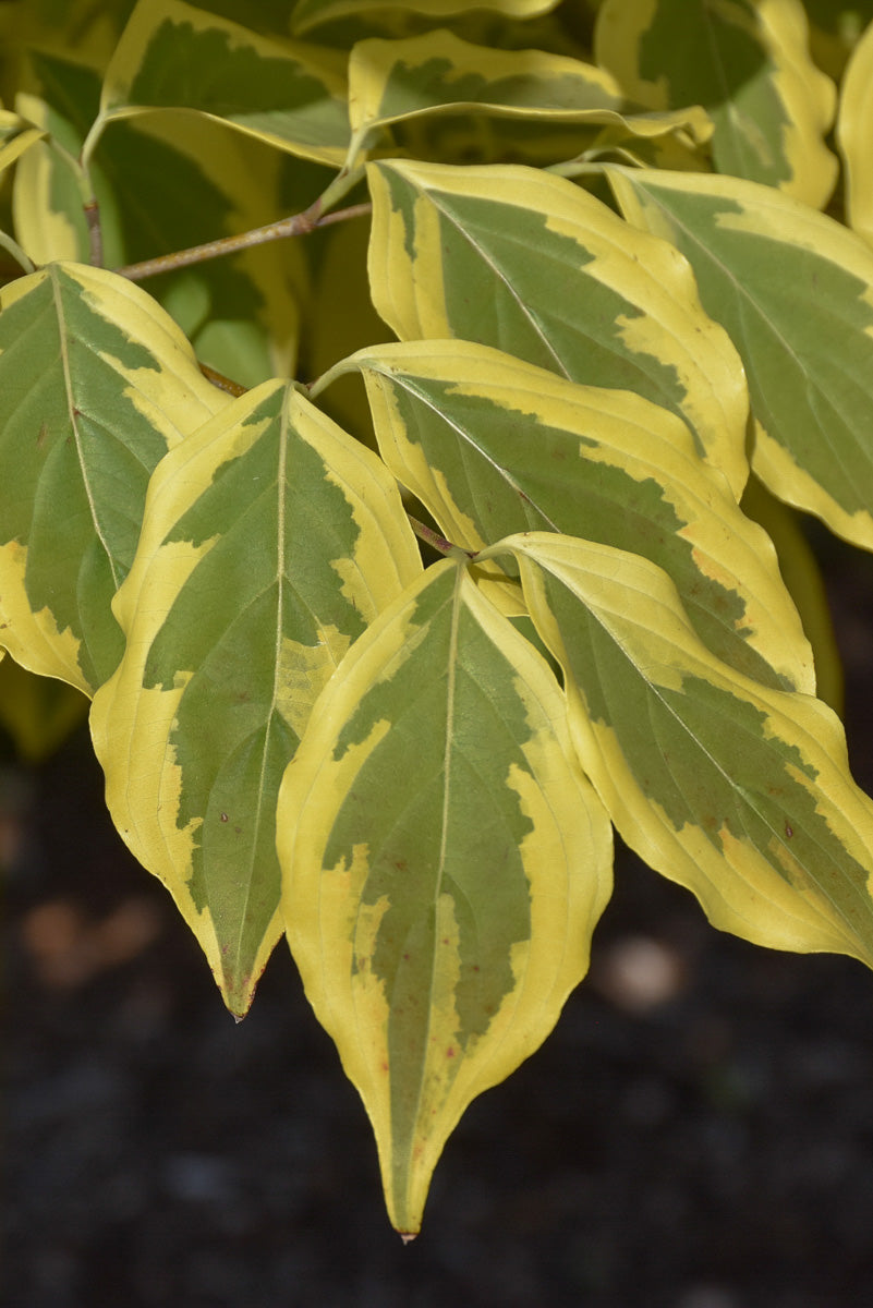 Dogwood, Kousa Summer Gold