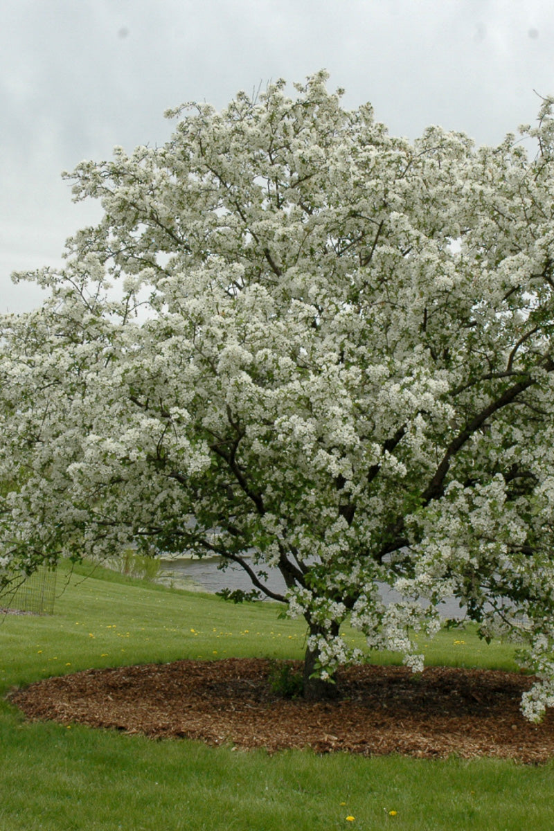 Crabapple, Donald Wyman