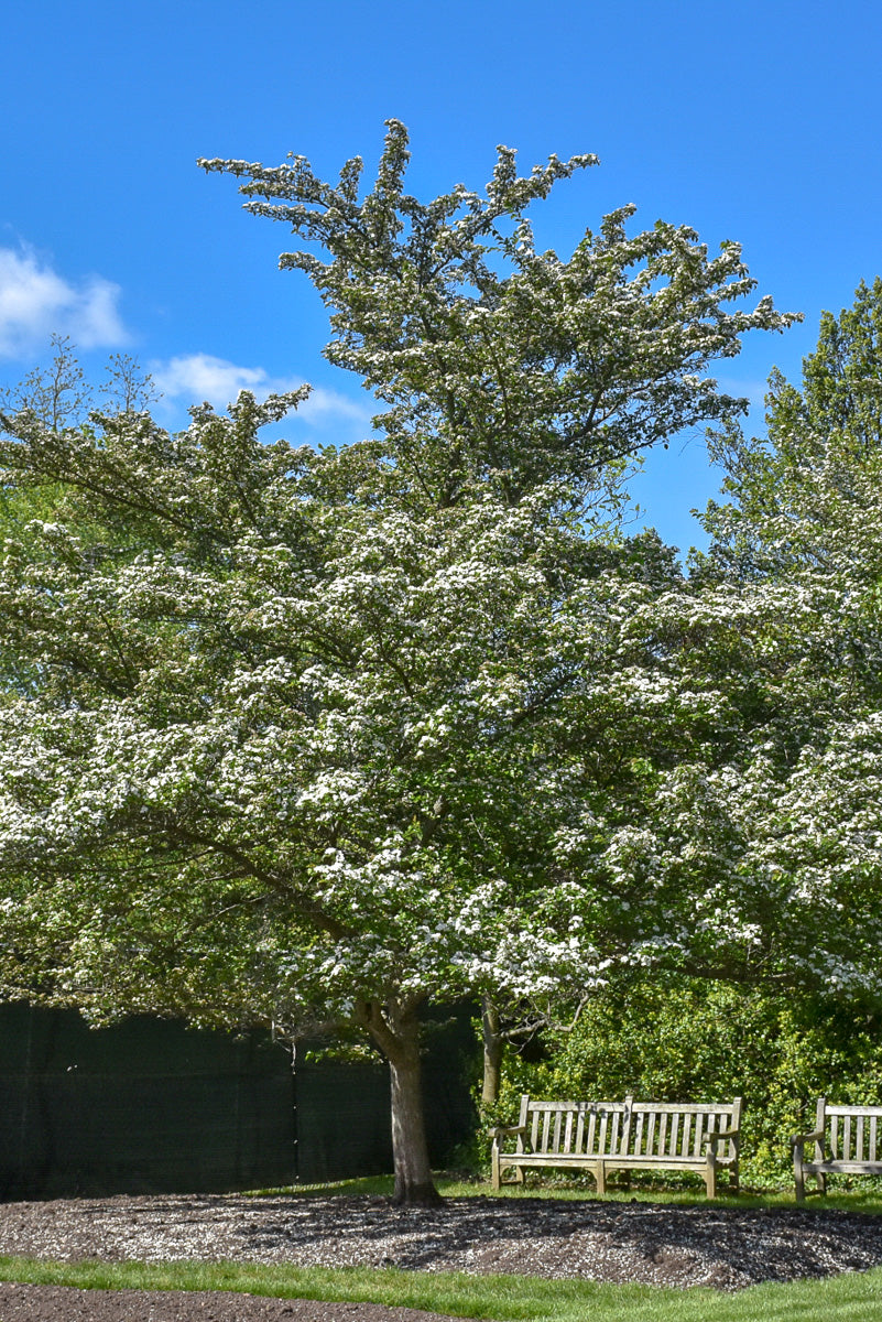 Hawthorn, Winter King