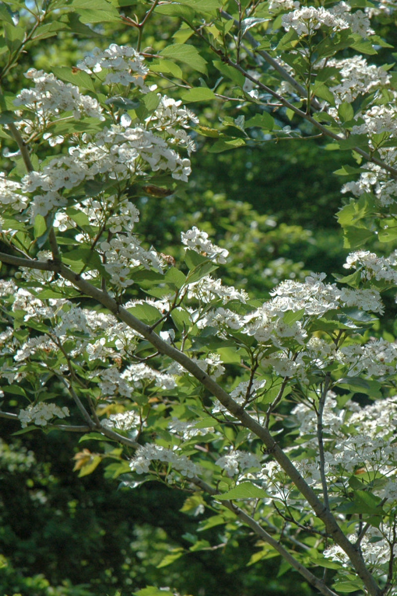 Hawthorn, Winter King
