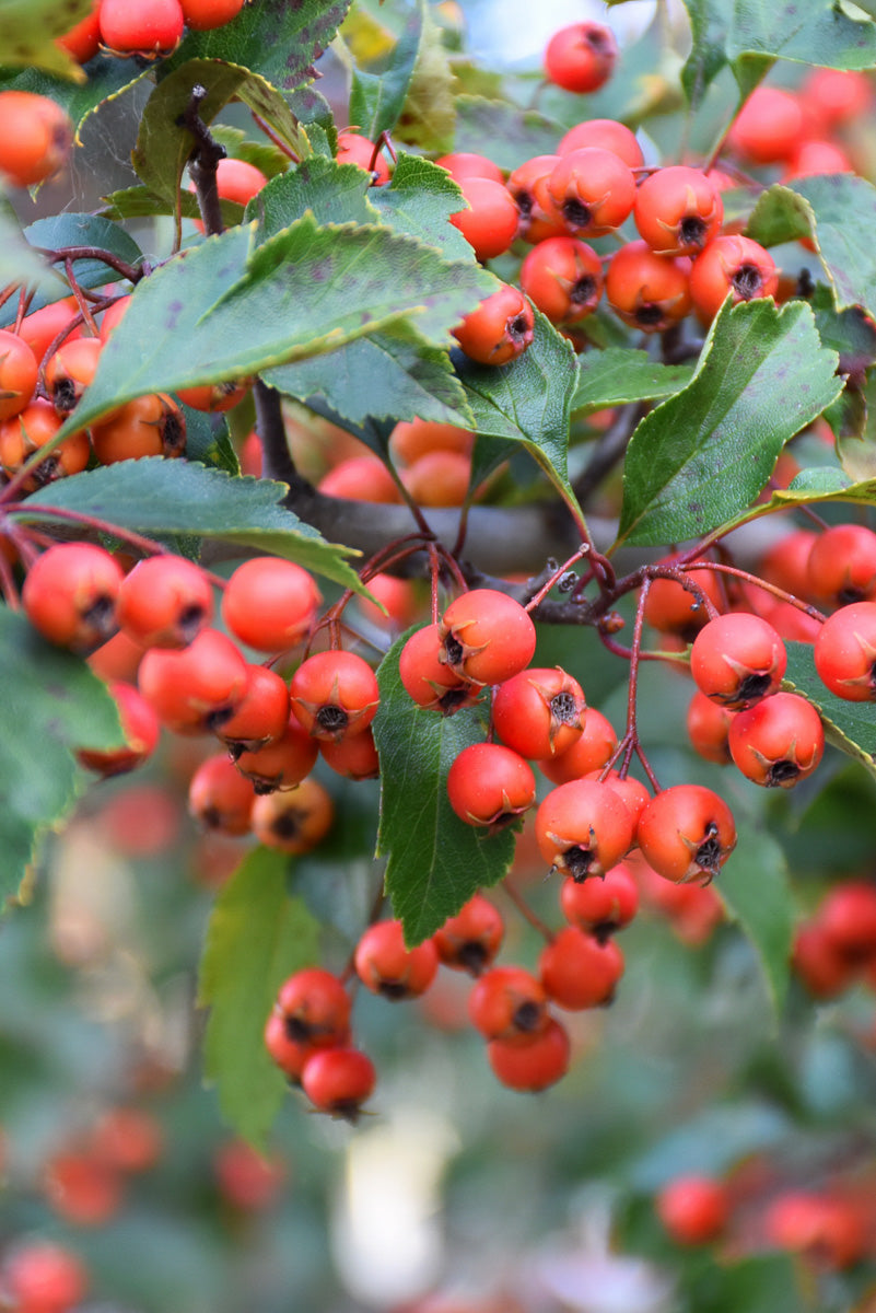 Hawthorn, Winter King
