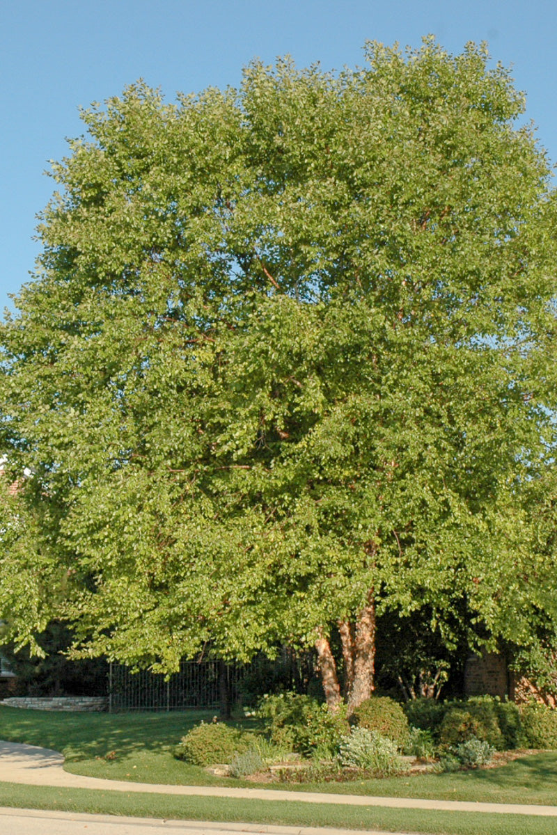 Birch, River Heritage