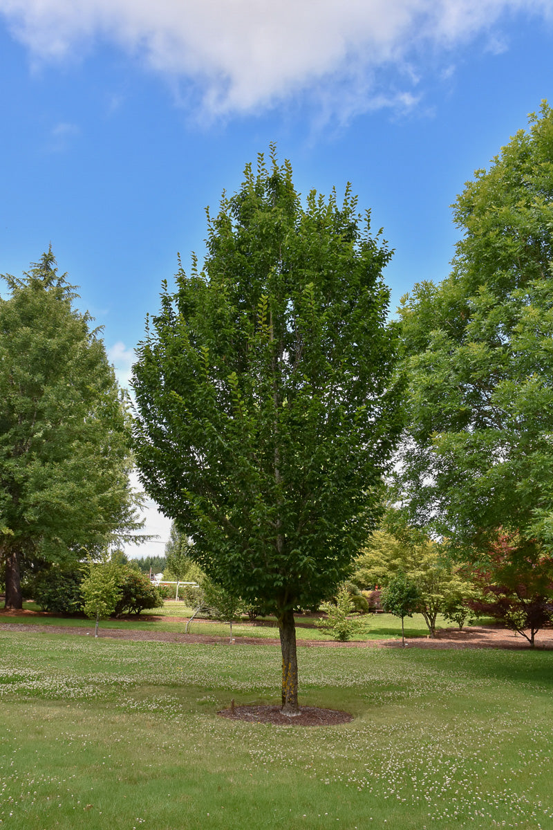 Carpinus, Emerald Avenue 10G