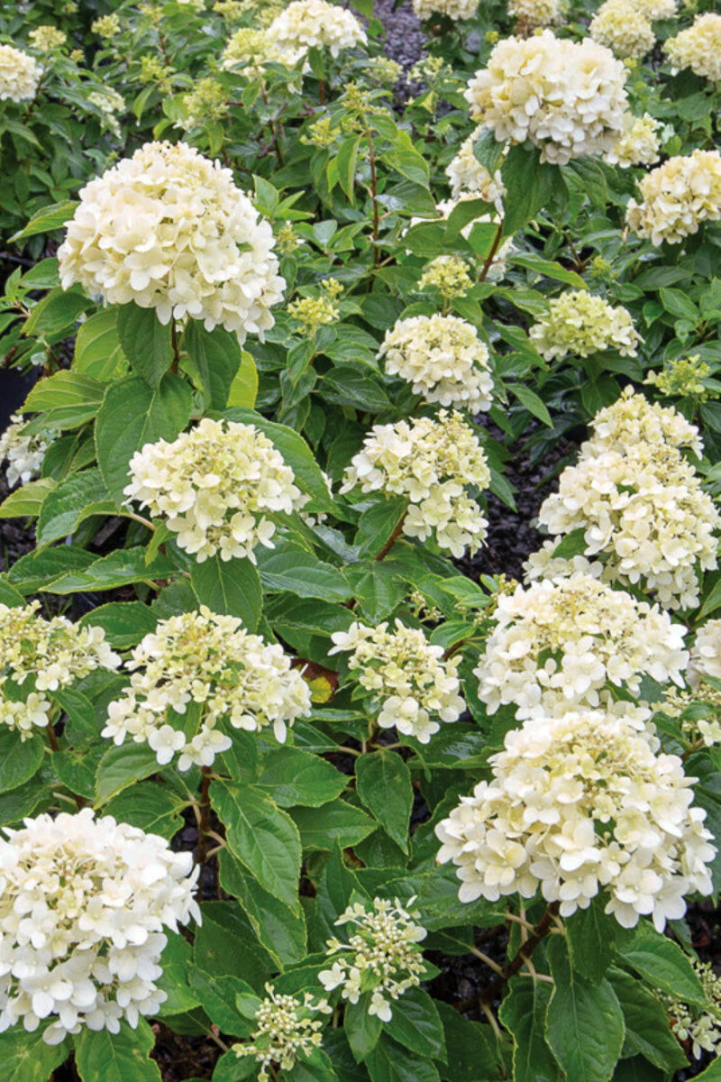 Hydrangea Pan Little Spooky