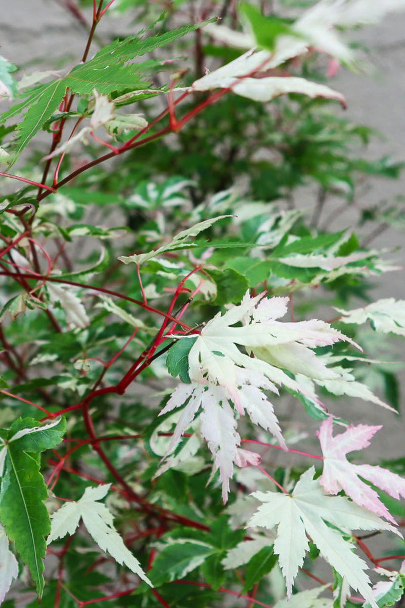 Japanese Maple, Grand Tapestry