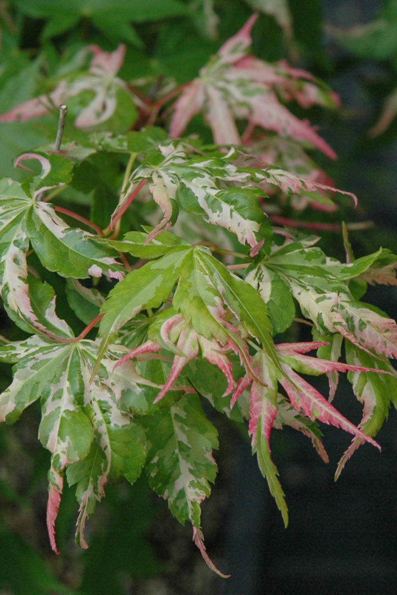 Japanese Maple, Grand Tapestry