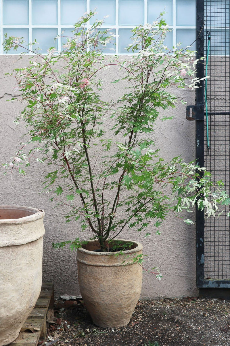 Japanese Maple, Grand Tapestry