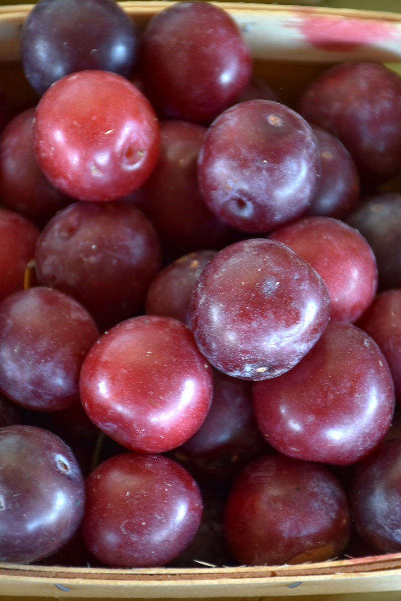 Fruit, Plum Methley