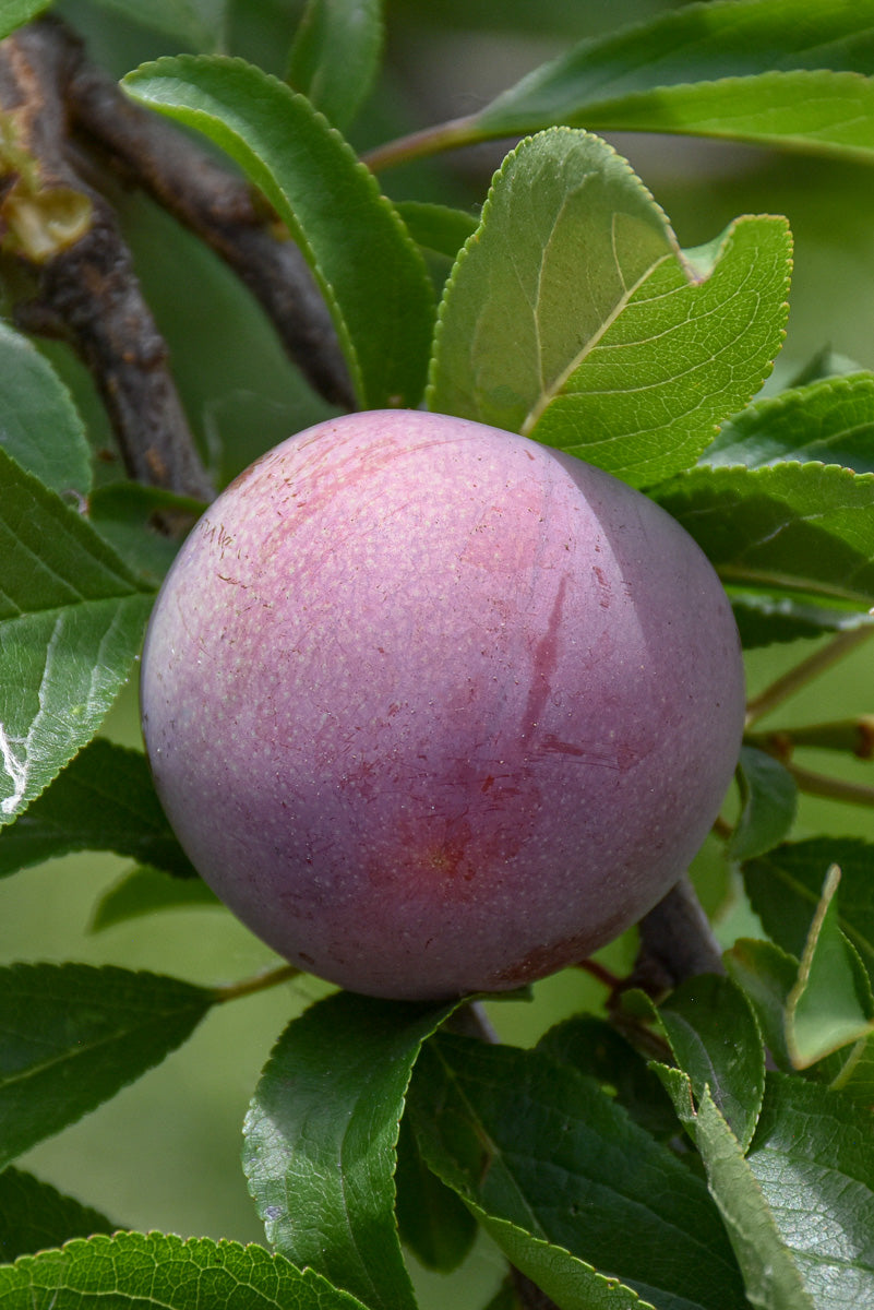Fruit, Plum Methley