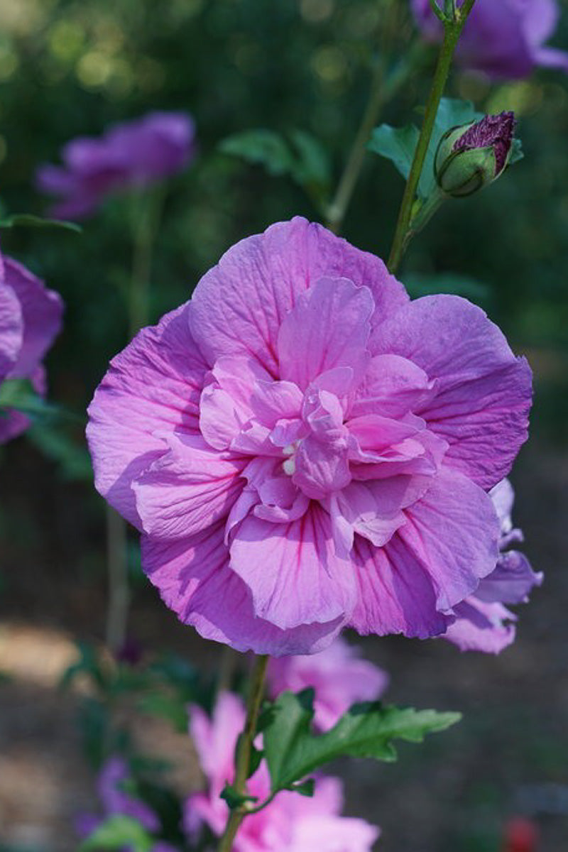 Rose Of Sharon, Dark Lavender Chiffon