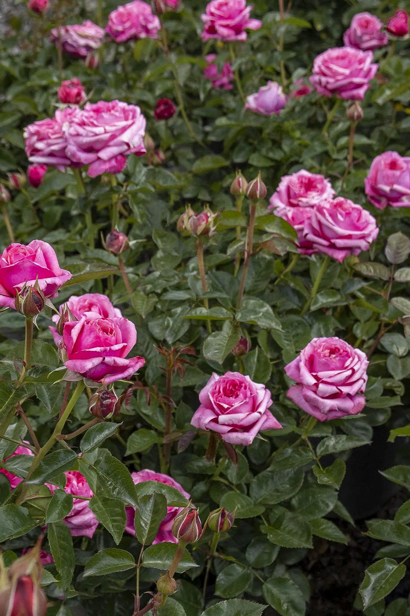 Rose, Eau De Parfum Blush