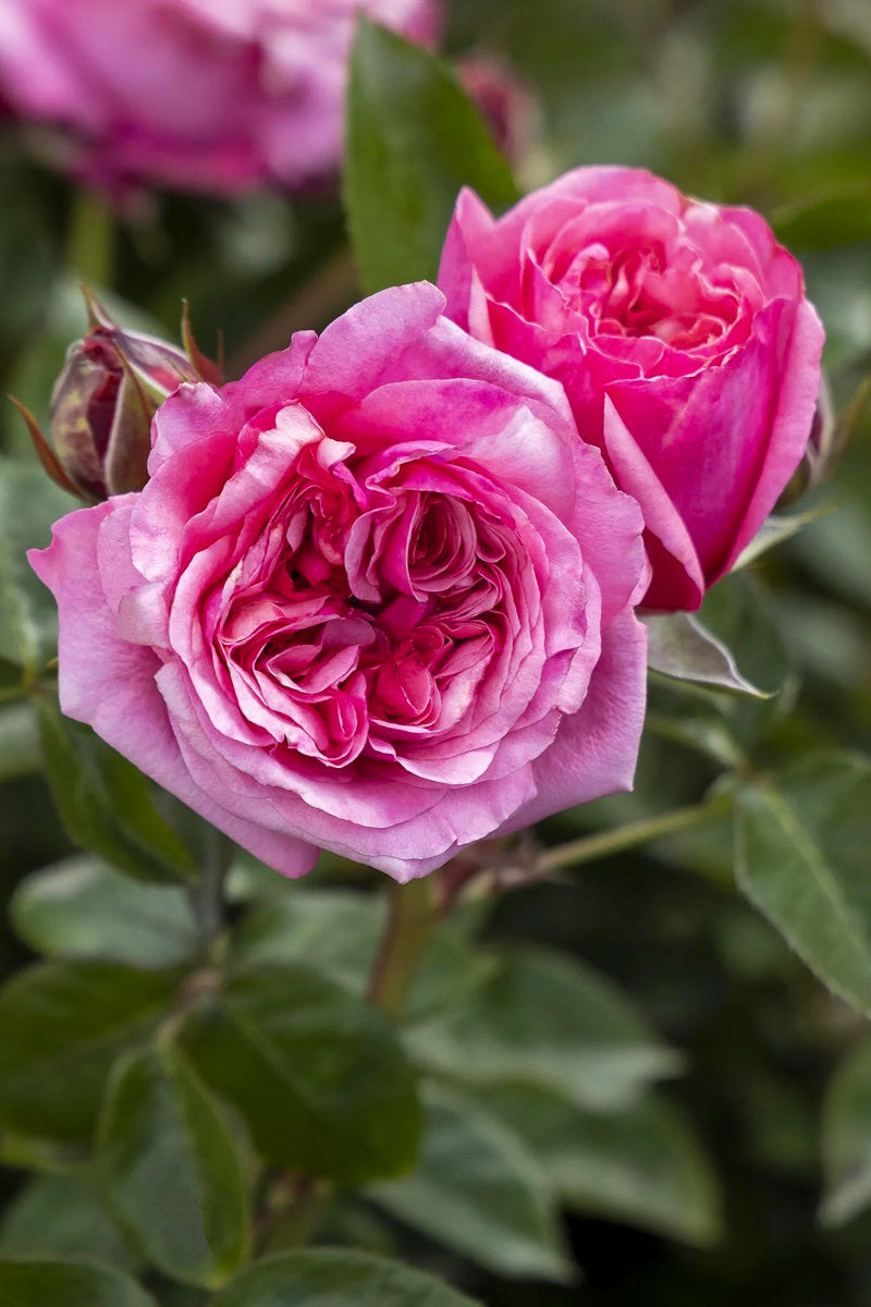 Rose, Eau De Parfum Blush
